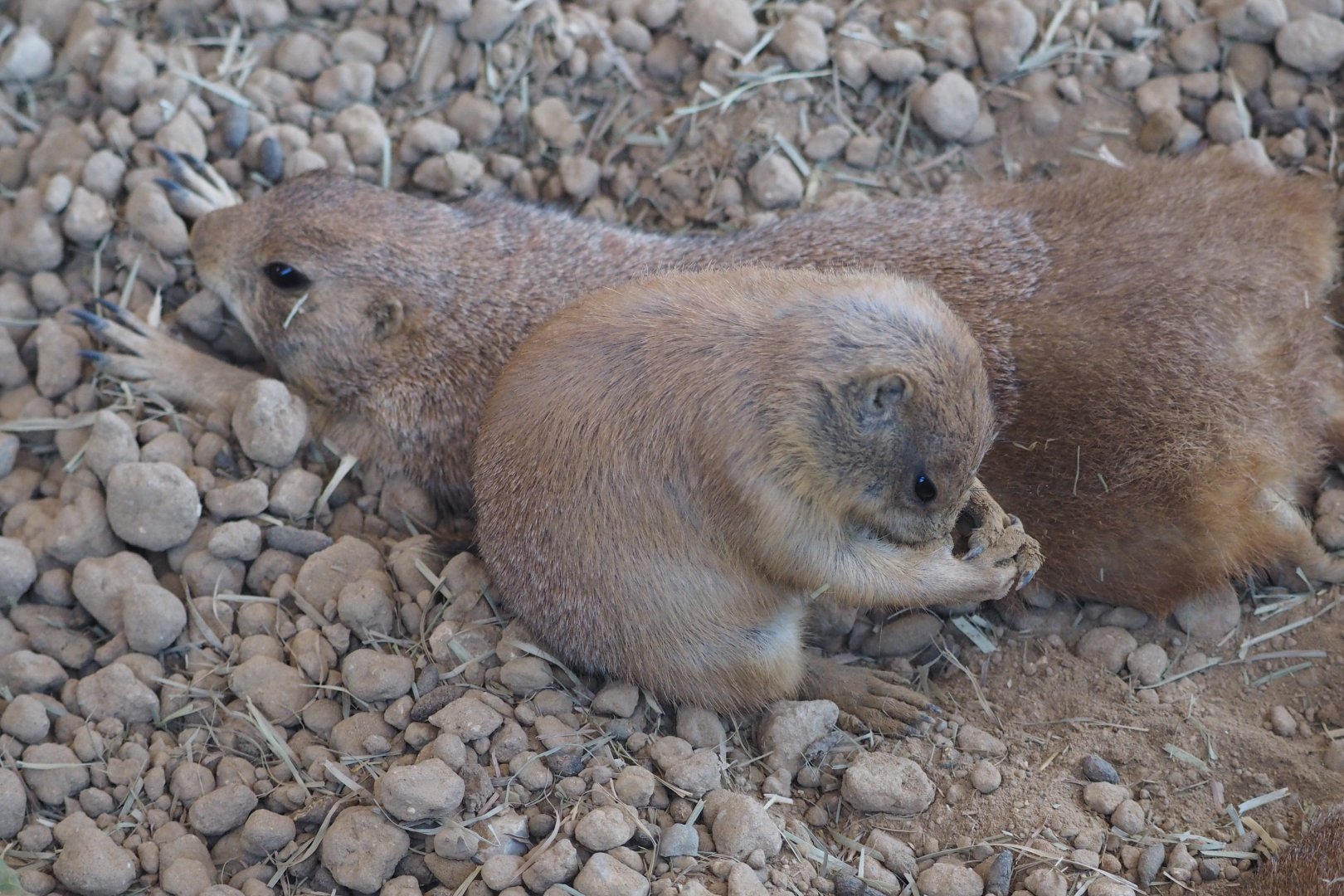 Black-tailed prairie dog