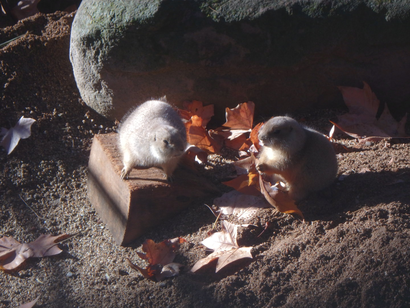 Black-tailed prairie dog