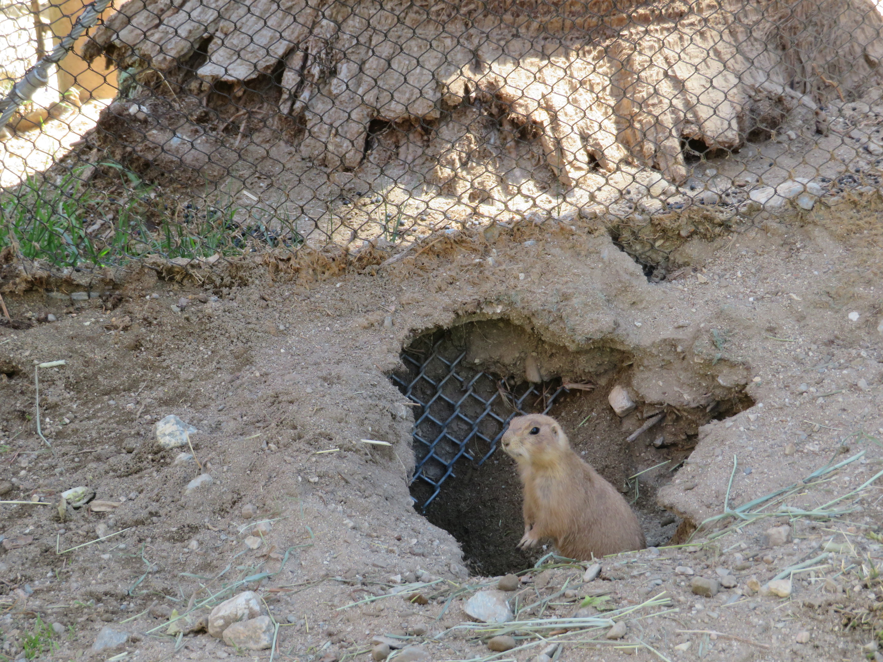 Black-tailed Prairie Dog