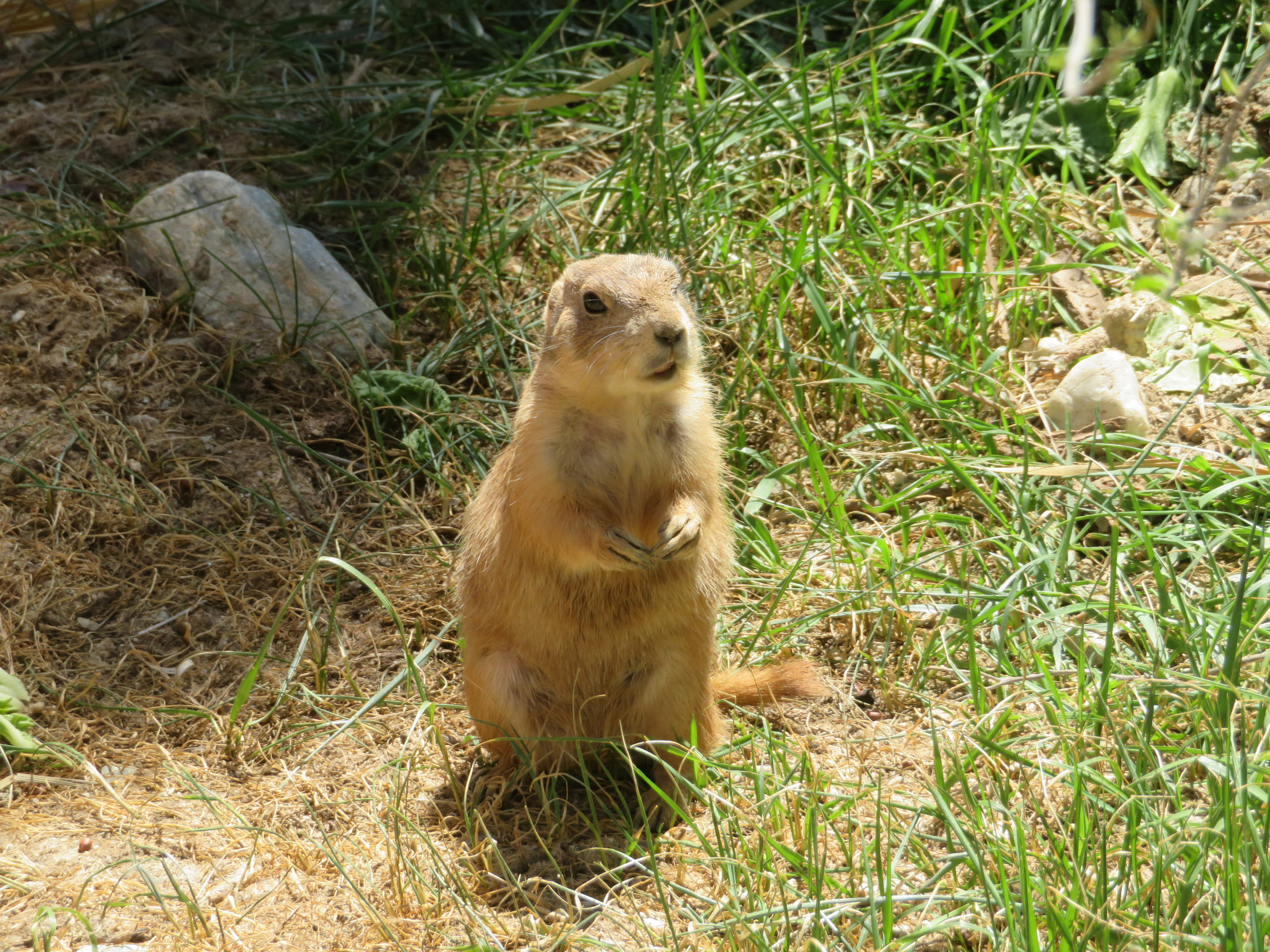 Black-tailed Prairie Dog