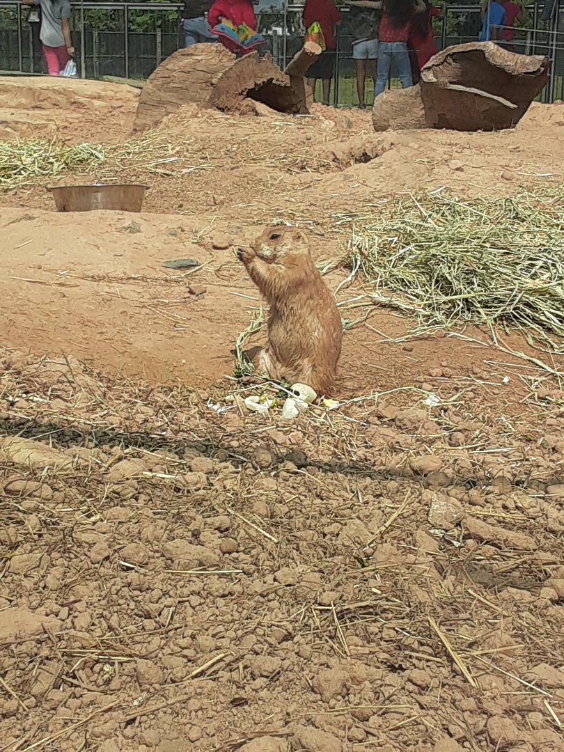 Black-Tailed Prairie Dog