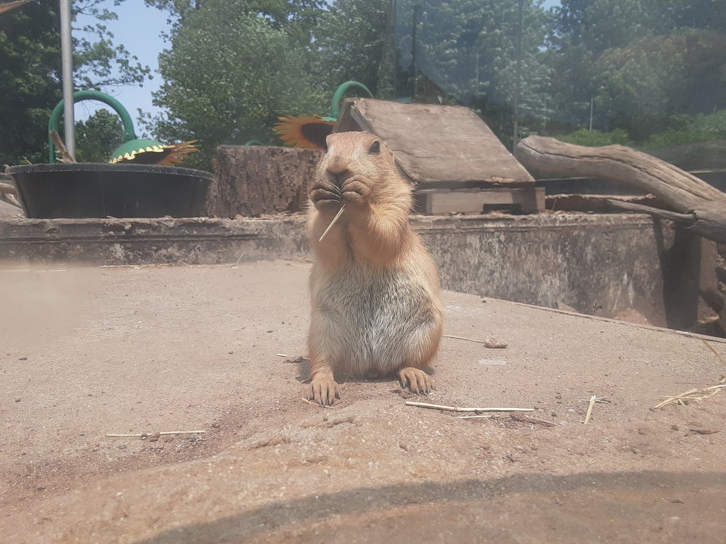 Black-Tailed Prairie Dog