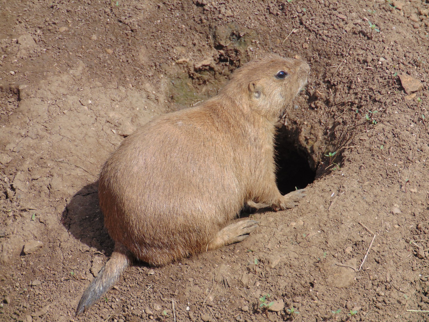 Black-tailed Prairie Dog