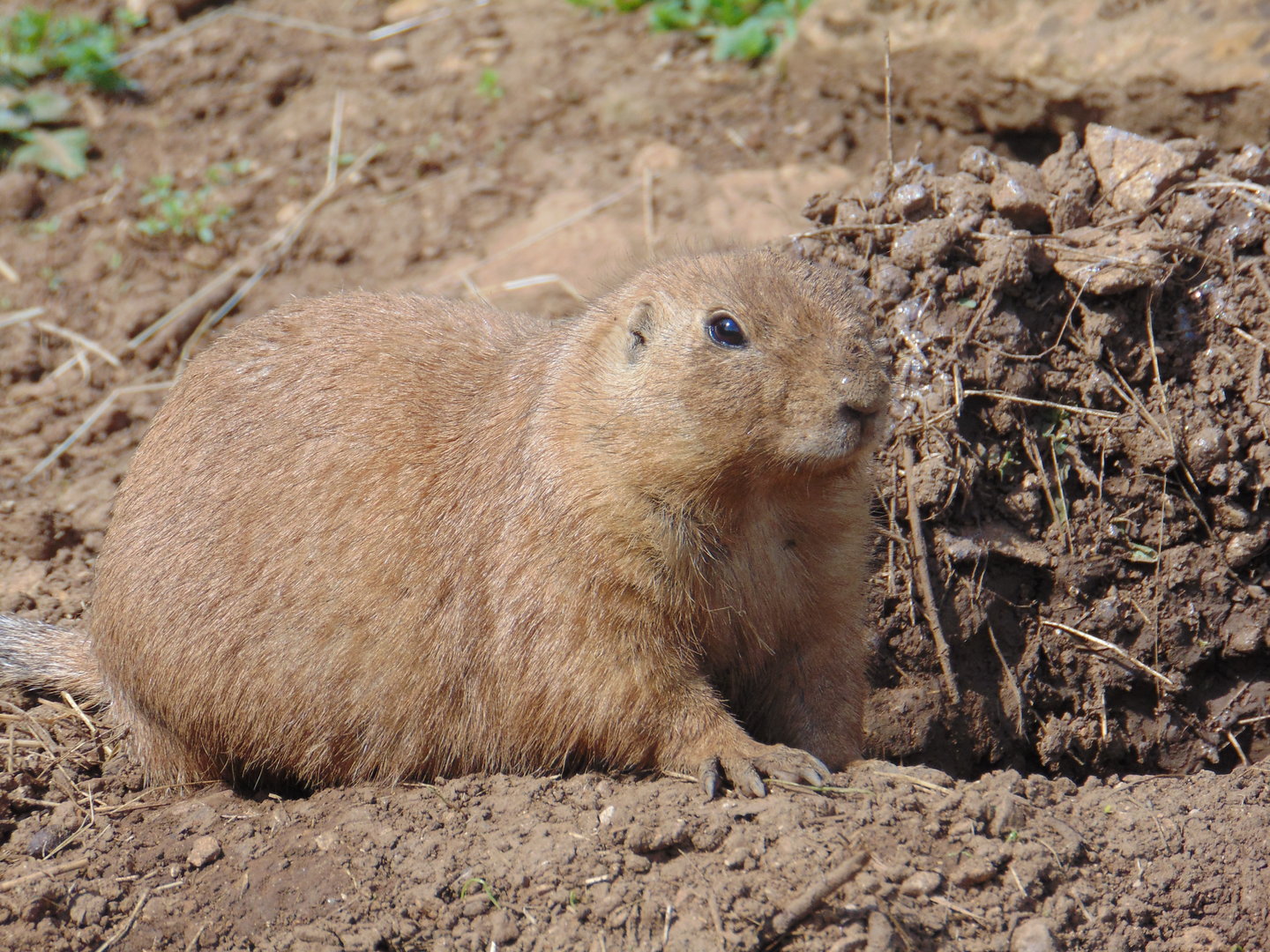 Black-tailed Prairie Dog