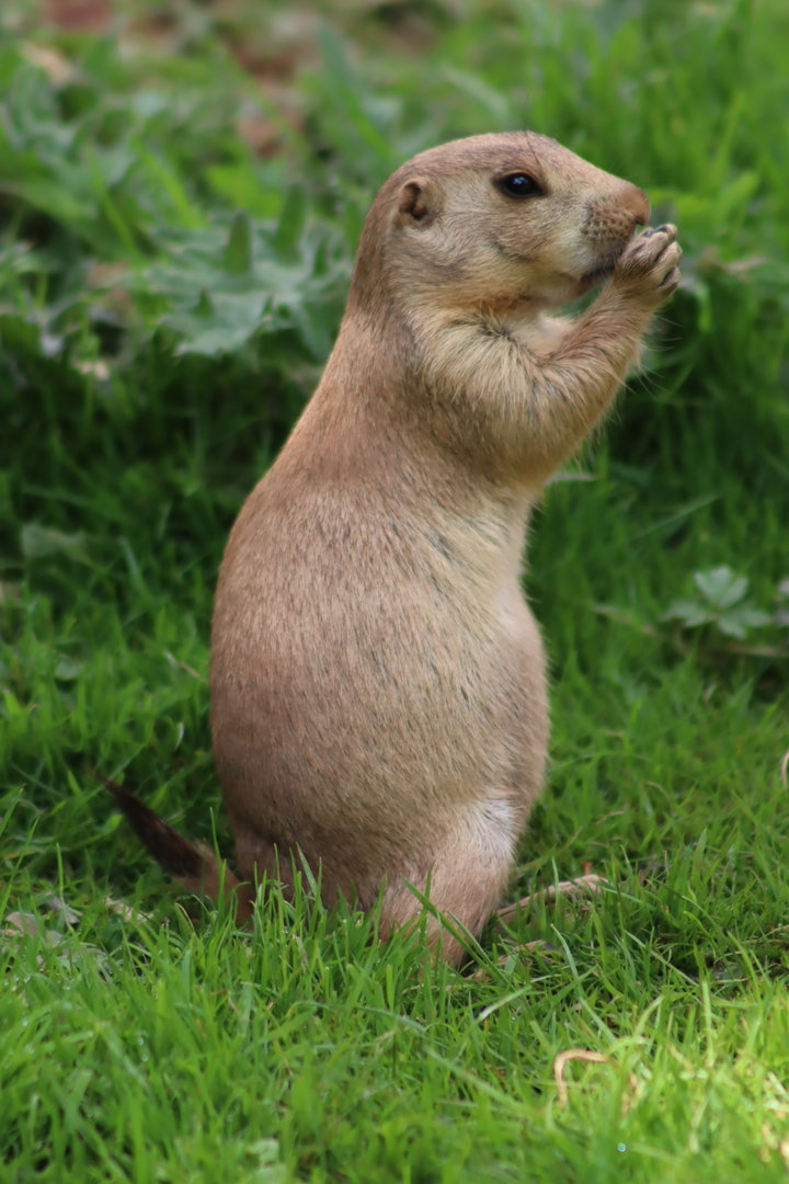 Black-tailed Prairie Dog