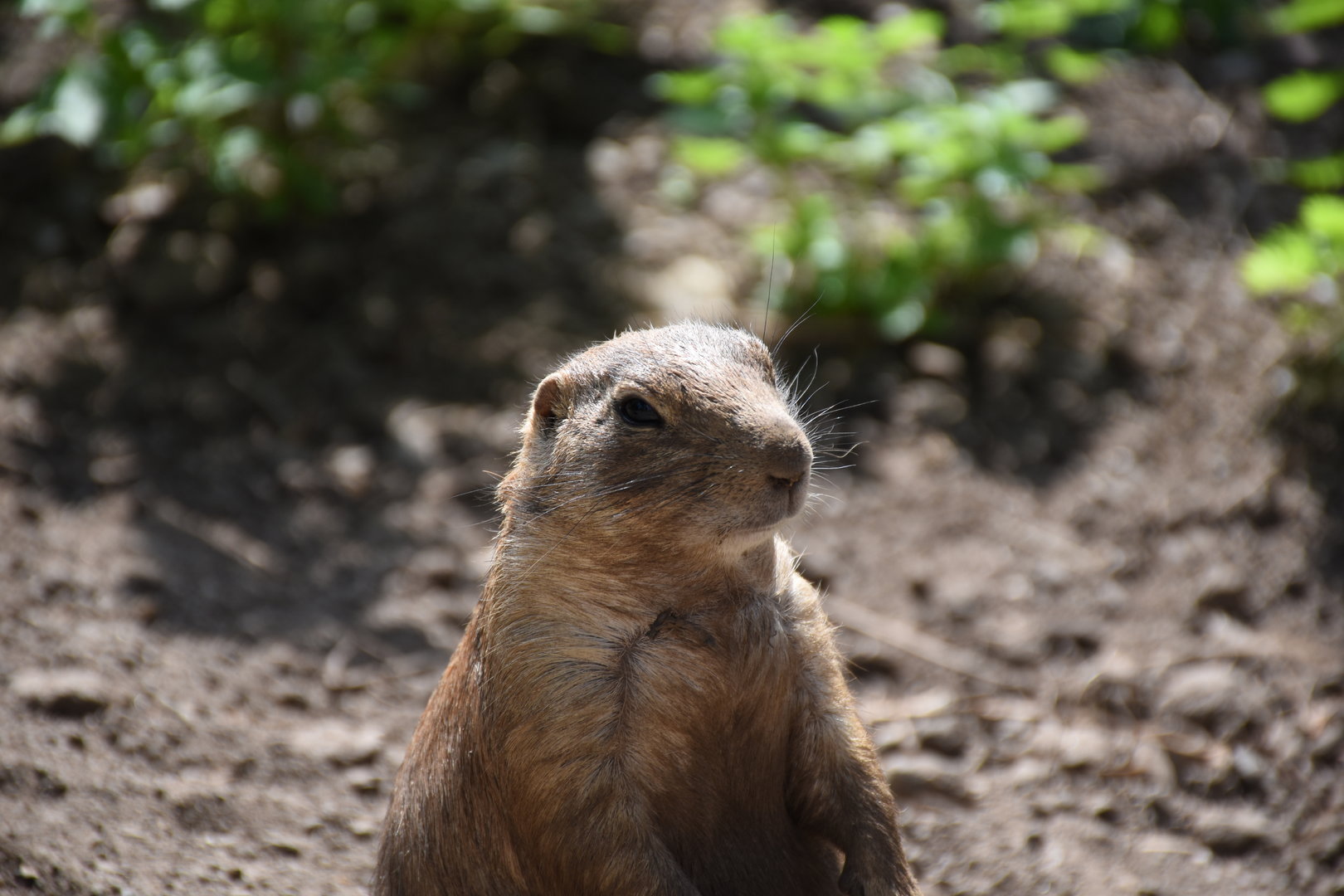 Black-tailed prairie dog