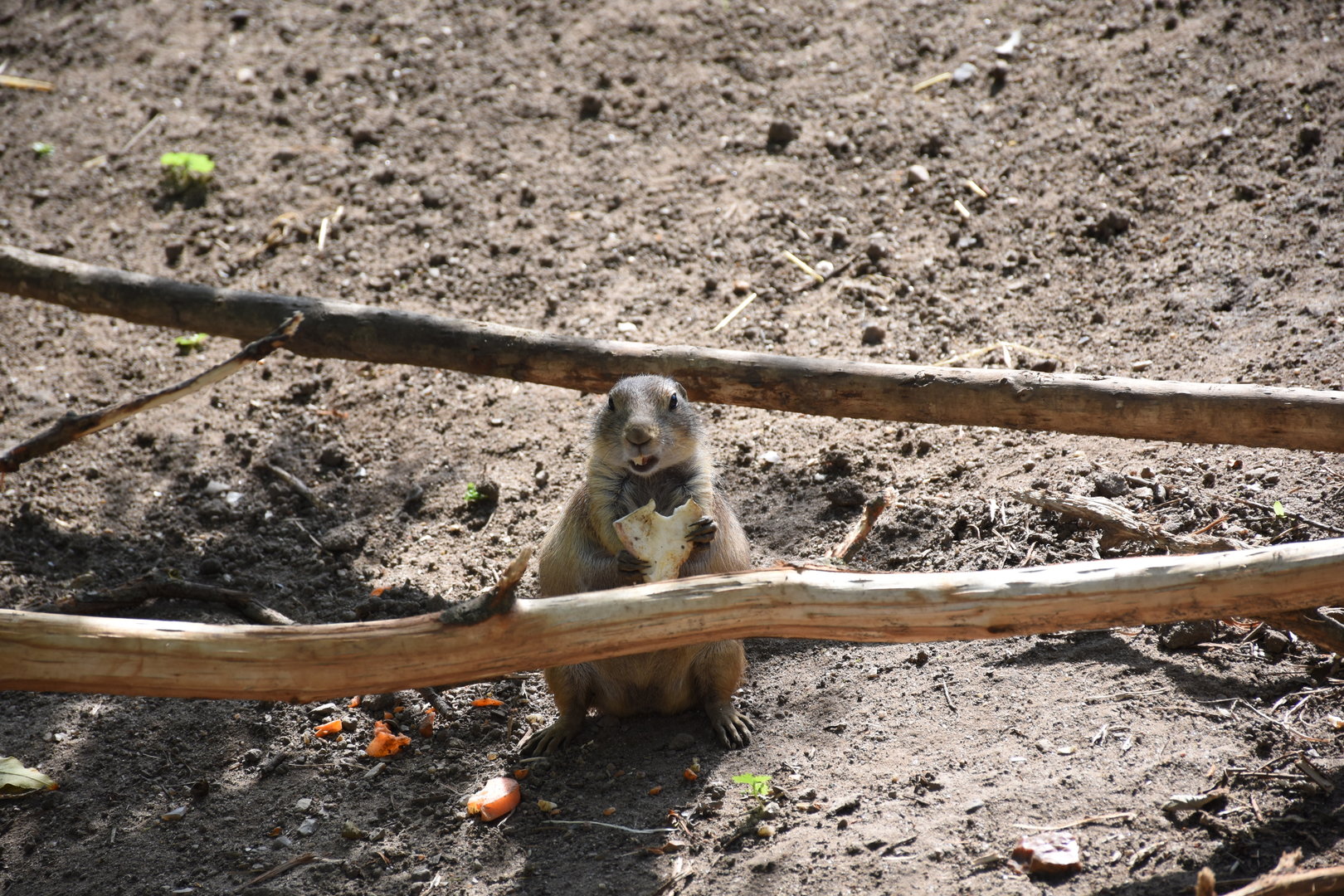 Black-tailed prairie dog