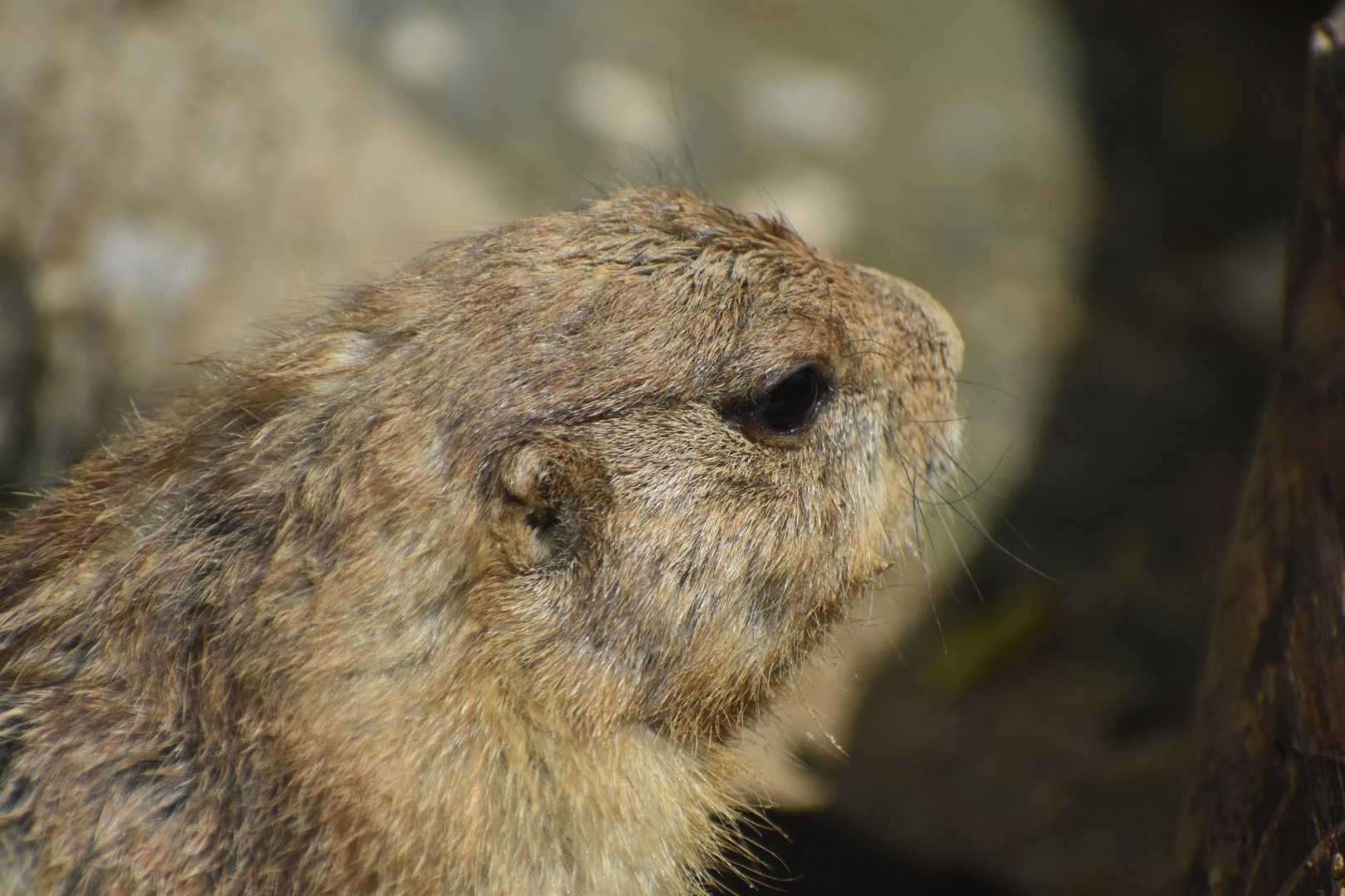 Black-tailed Prairie Dog