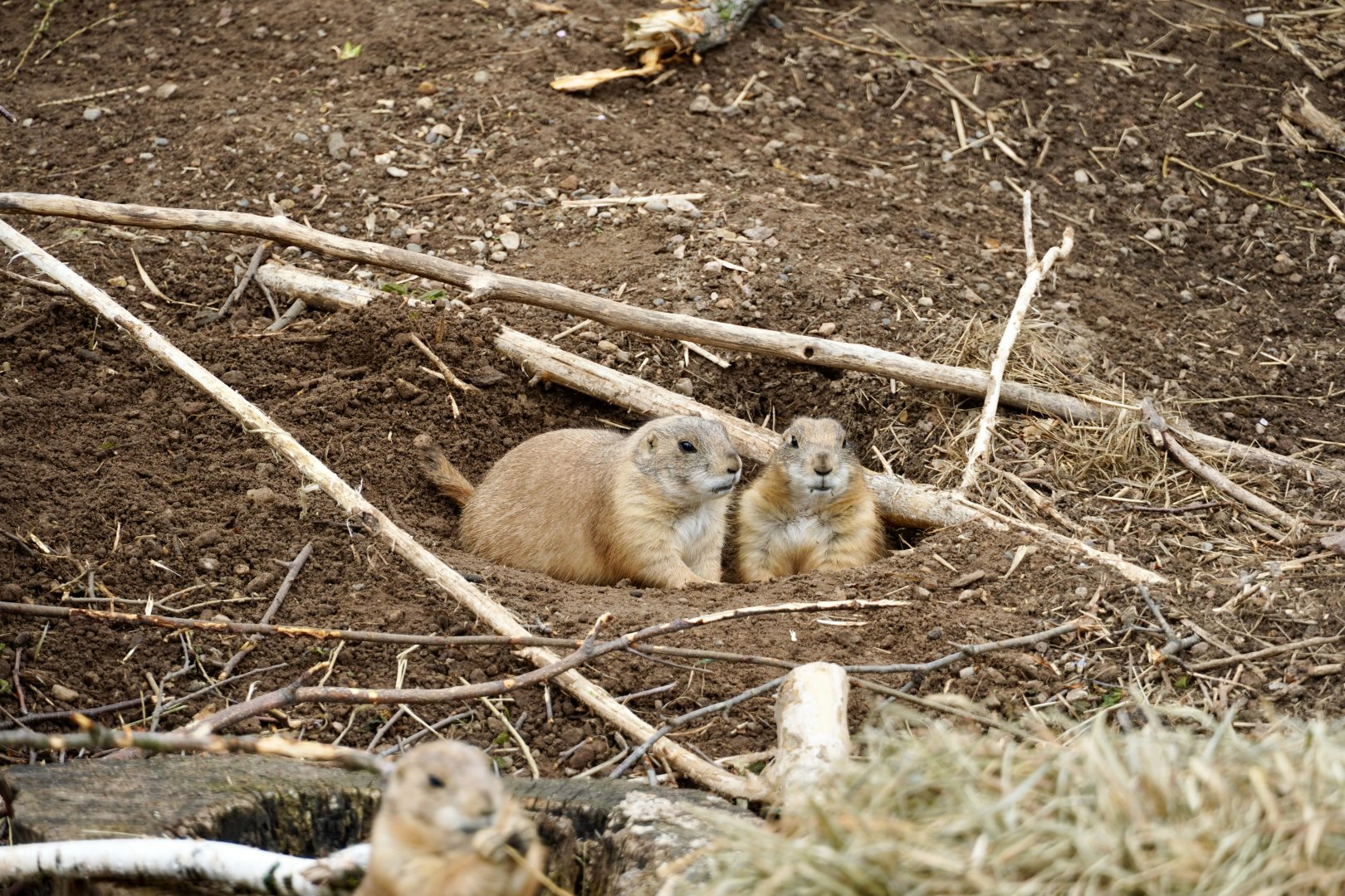 Black-Tailed Prairie Dog