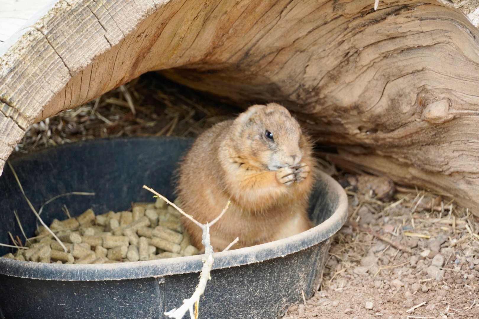 Black-Tailed Prairie Dog