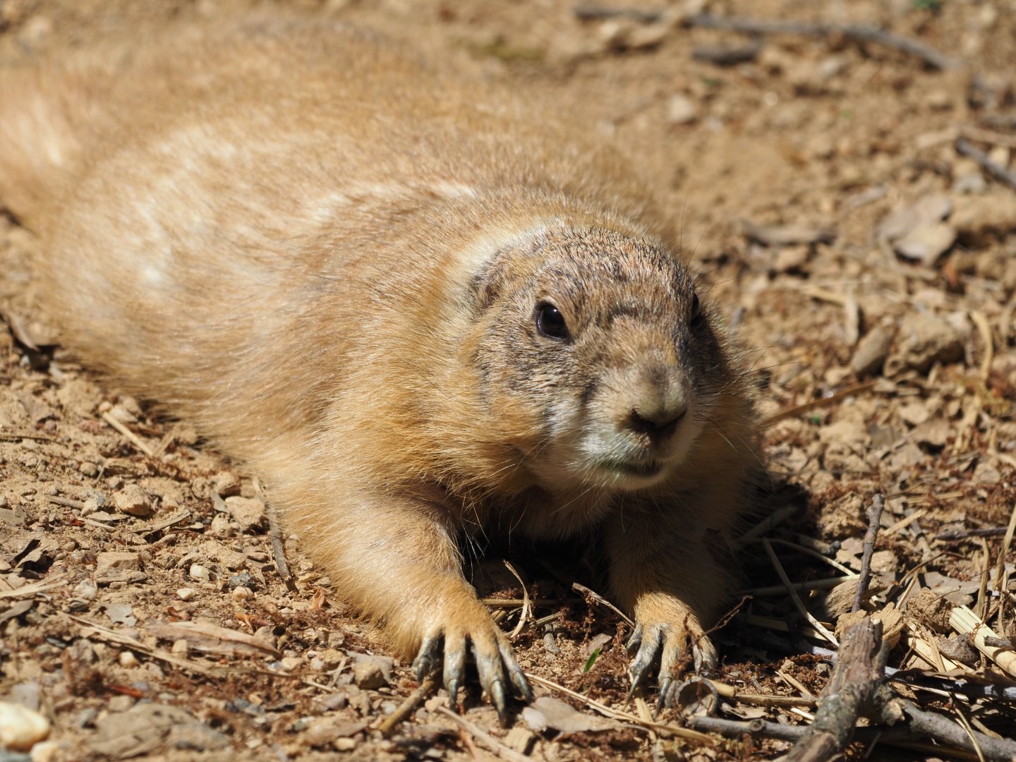 Black-Tailed Prairie Dog