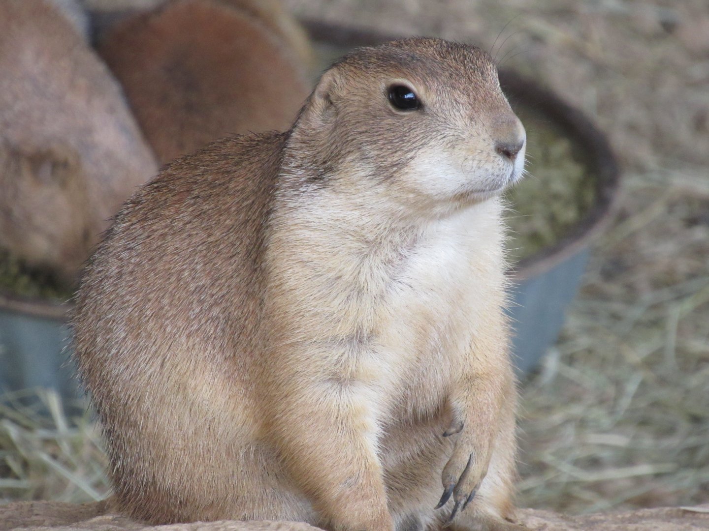 Black-tailed Prairie Dog