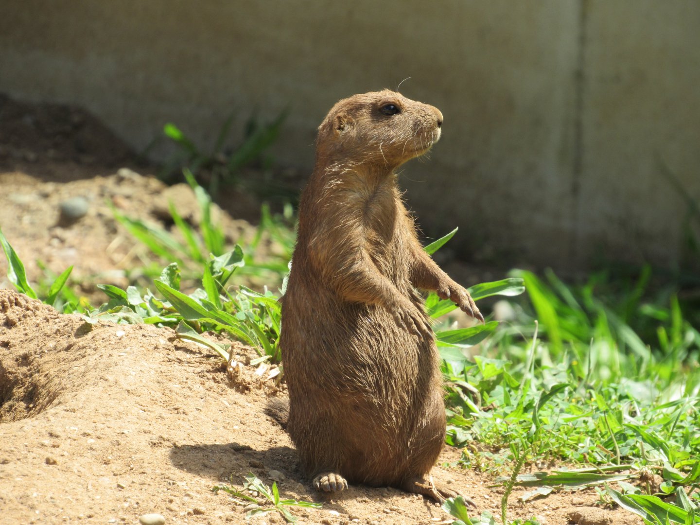 Black-tailed Prairie Dog