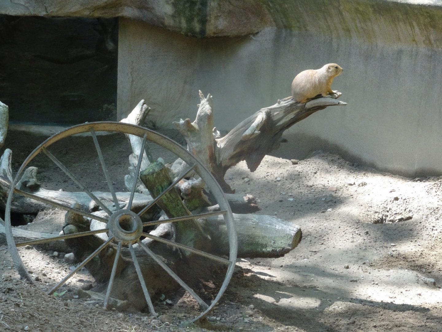 Black-Tailed Prairie Dog