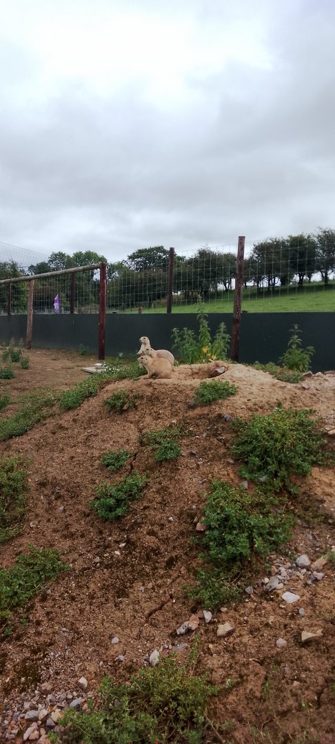 Black Tailed Prairie Dog