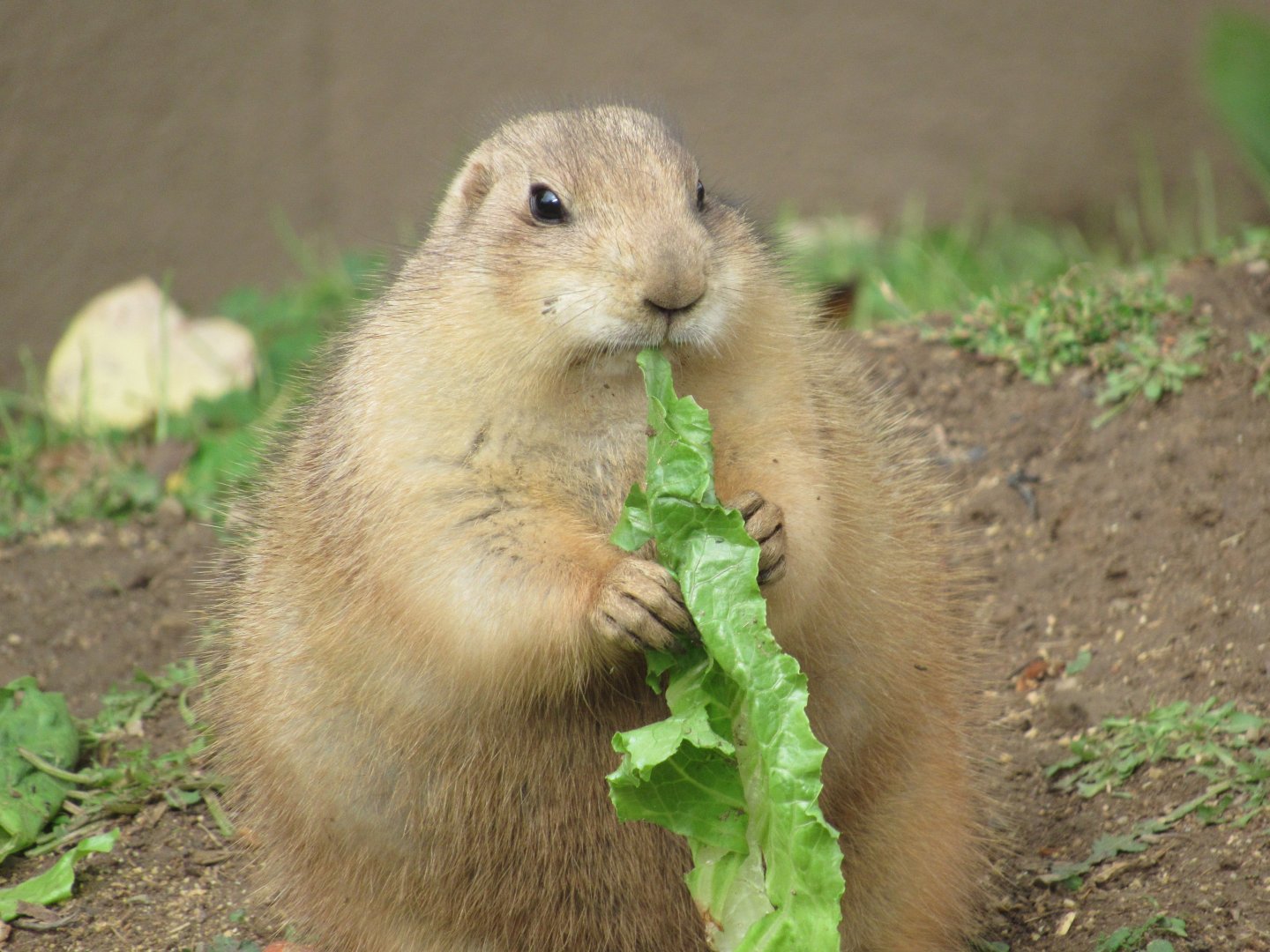 Black-tailed Prairie Dog