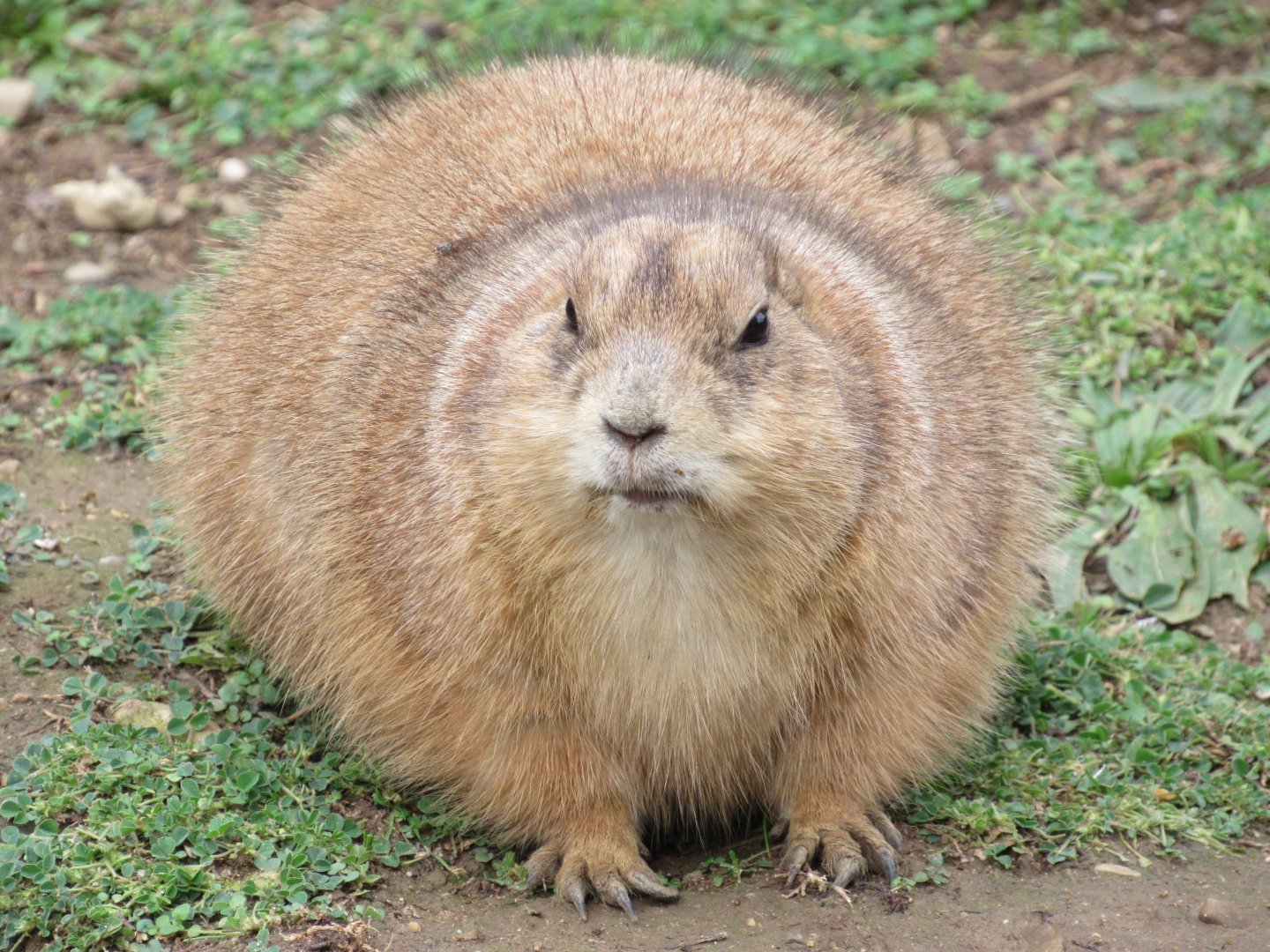 Black-tailed Prairie Dog