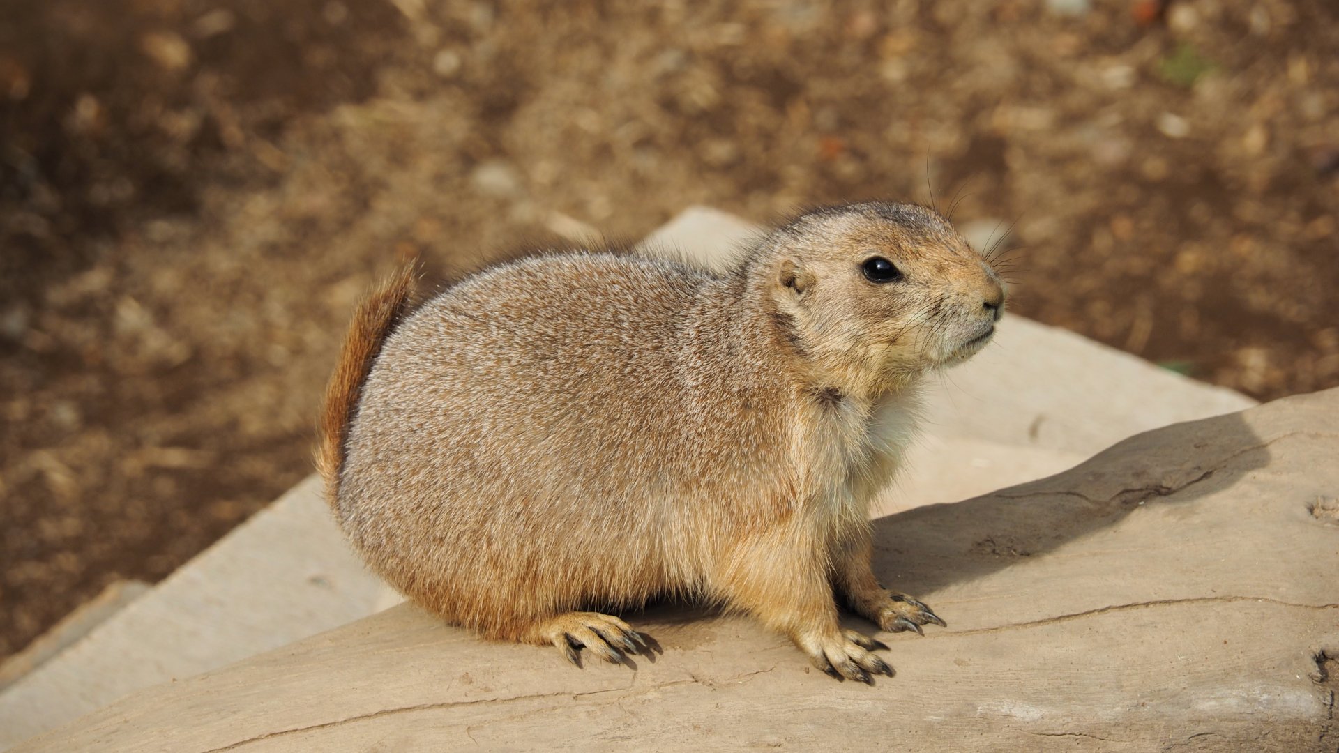 Black-tailed Prairie Dog