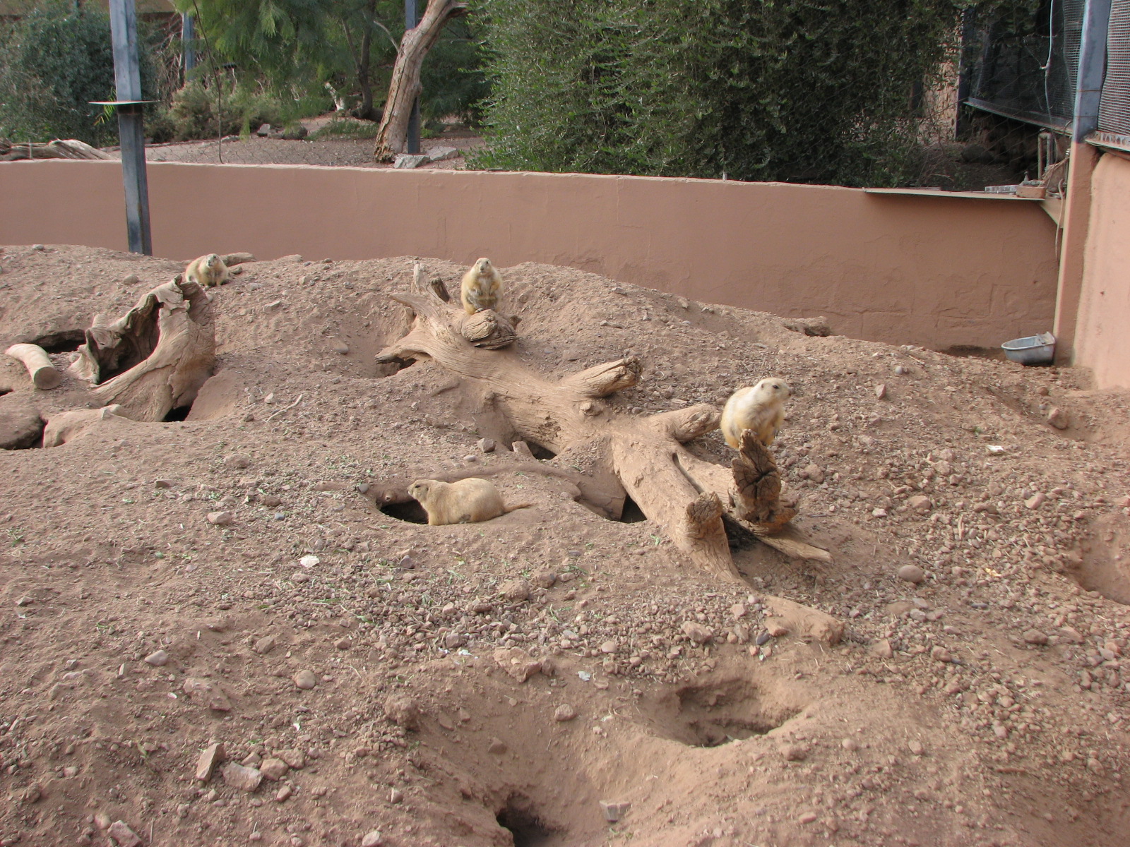 Black-Tailed Prairie Dog