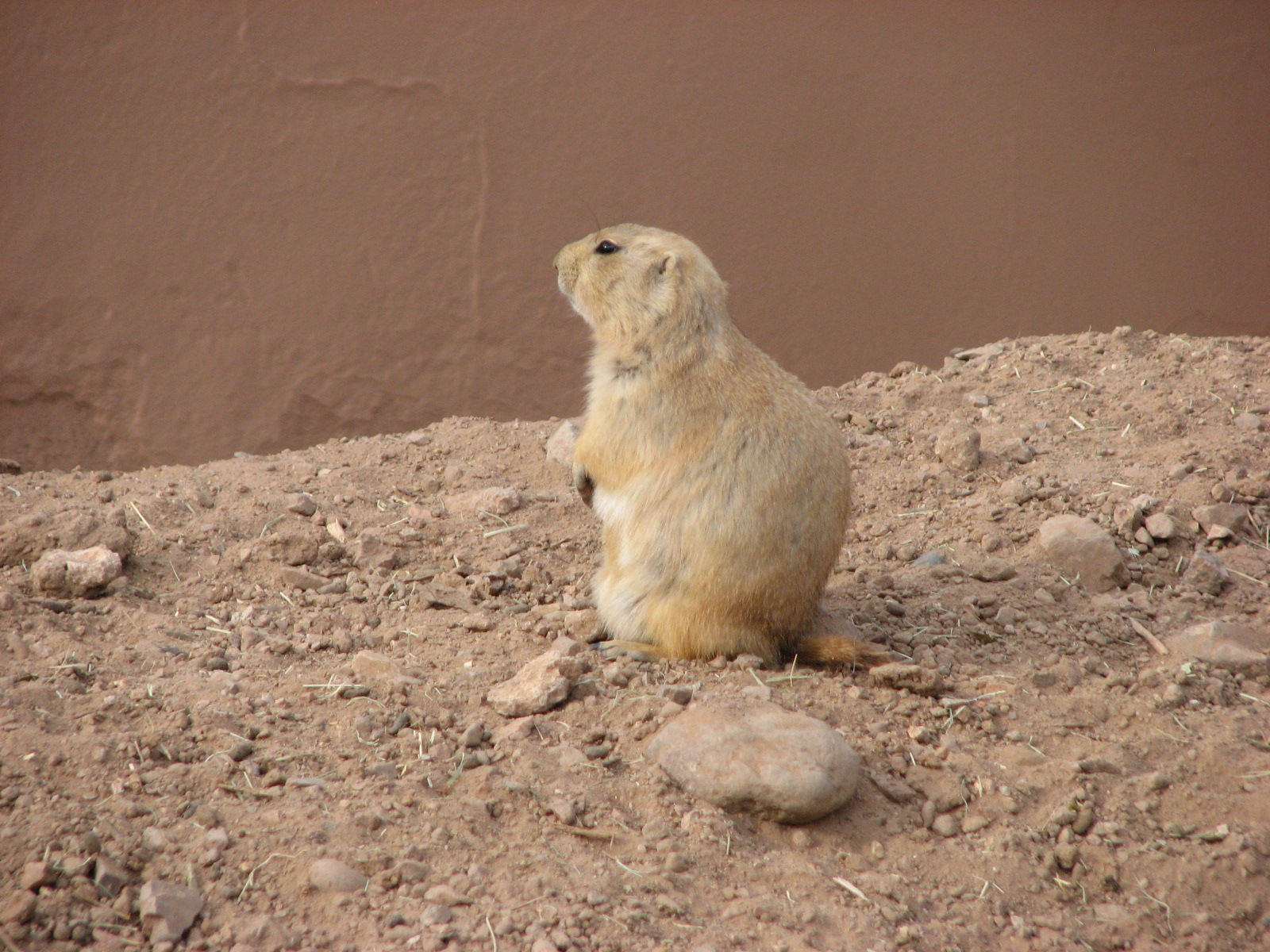 Black-Tailed Prairie Dog