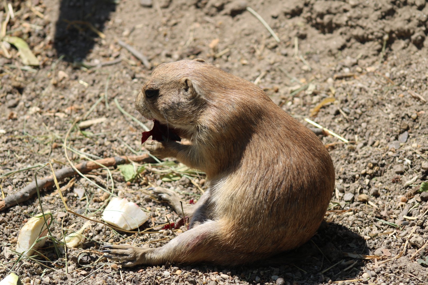Black-tailed Prairie Dog