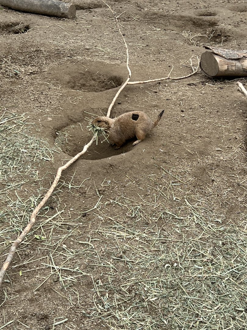 Black-Tailed Prairie Dog