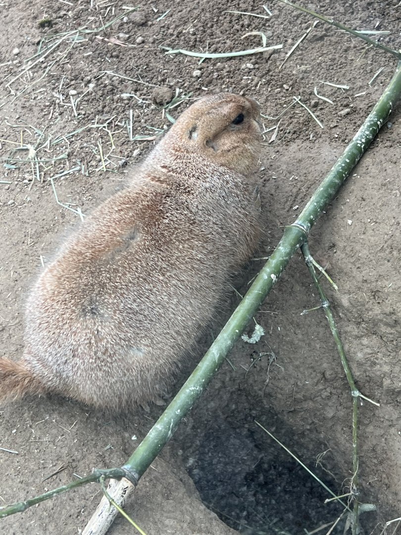 Black-Tailed Prairie Dog