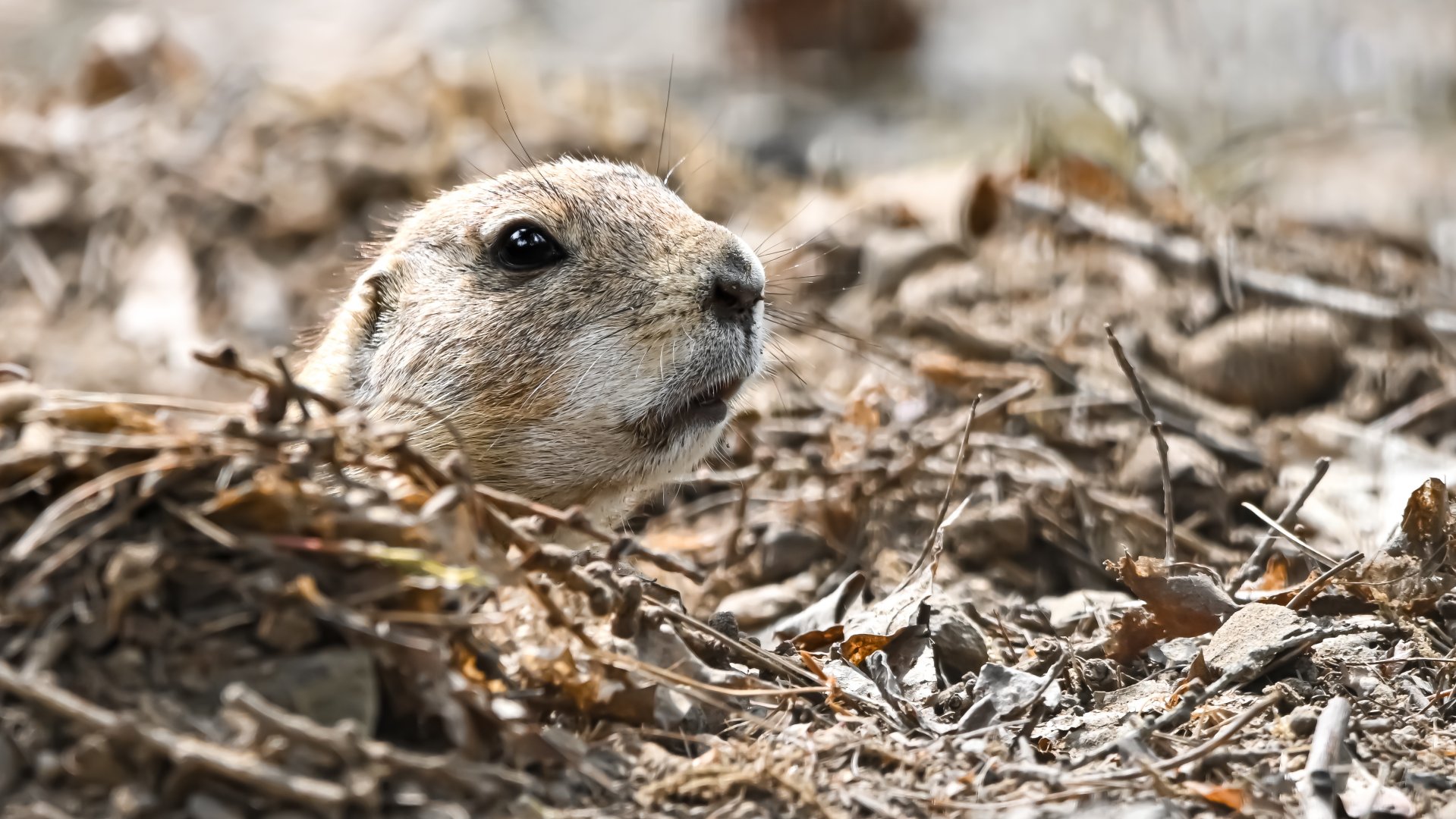 Black-tailed prairie dog