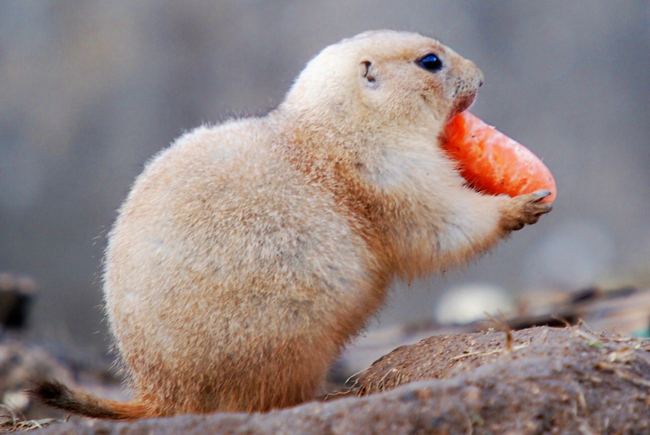 Black-tailed Prairie Dog