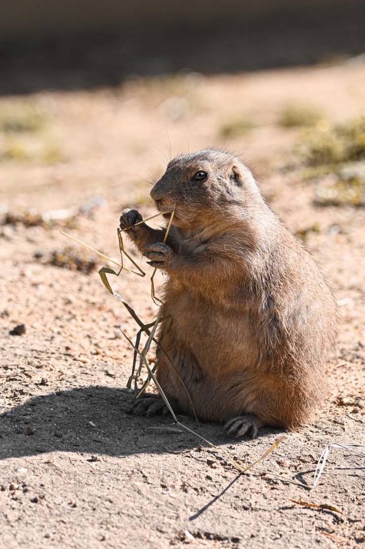 Black-tailed prairie dog