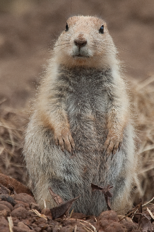 Black Tailed Prairie Dog
