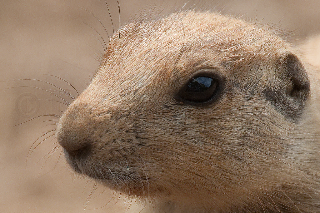 Black Tailed Prairie Dog