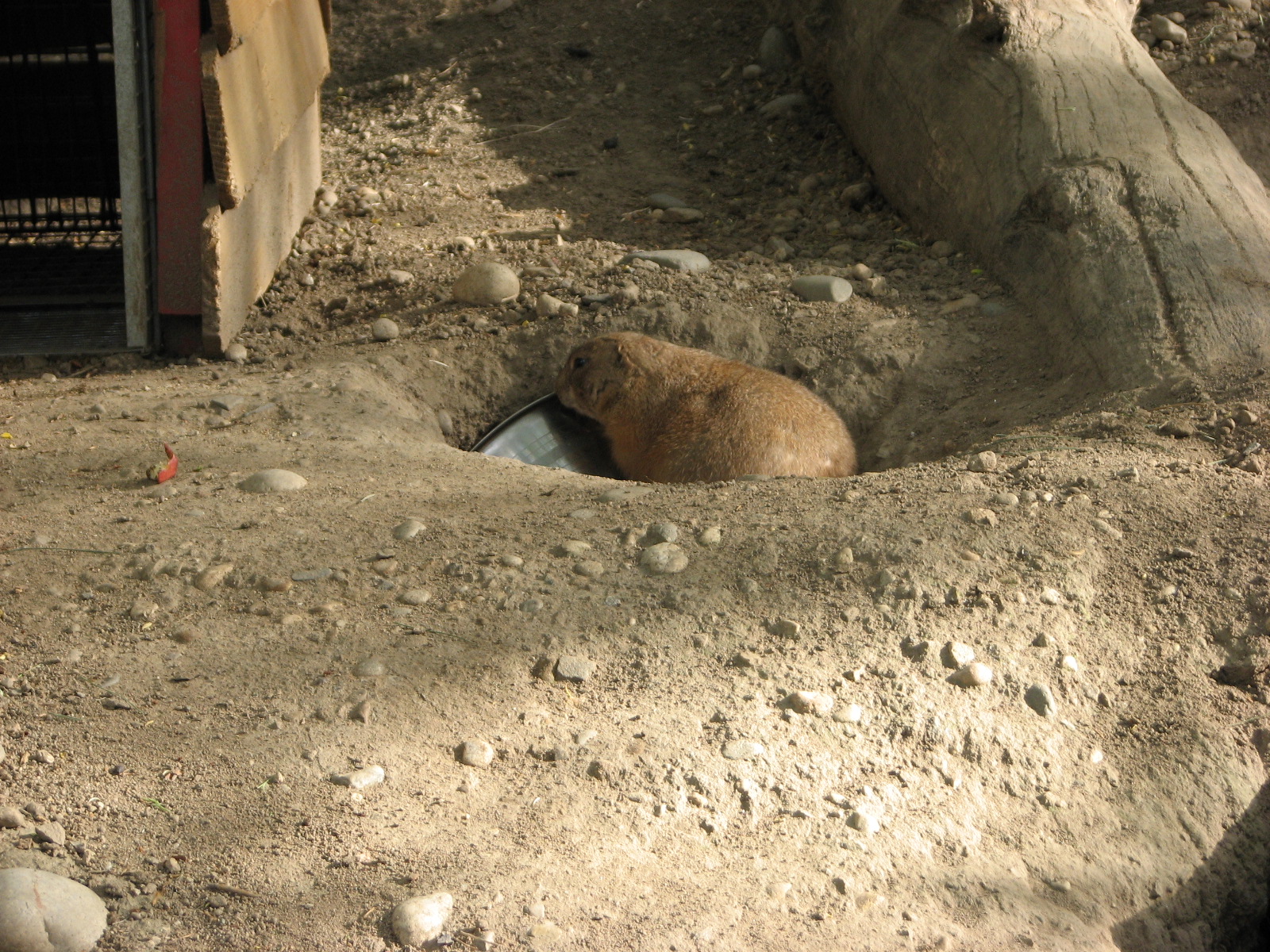 Black-Tailed Prairie Dog