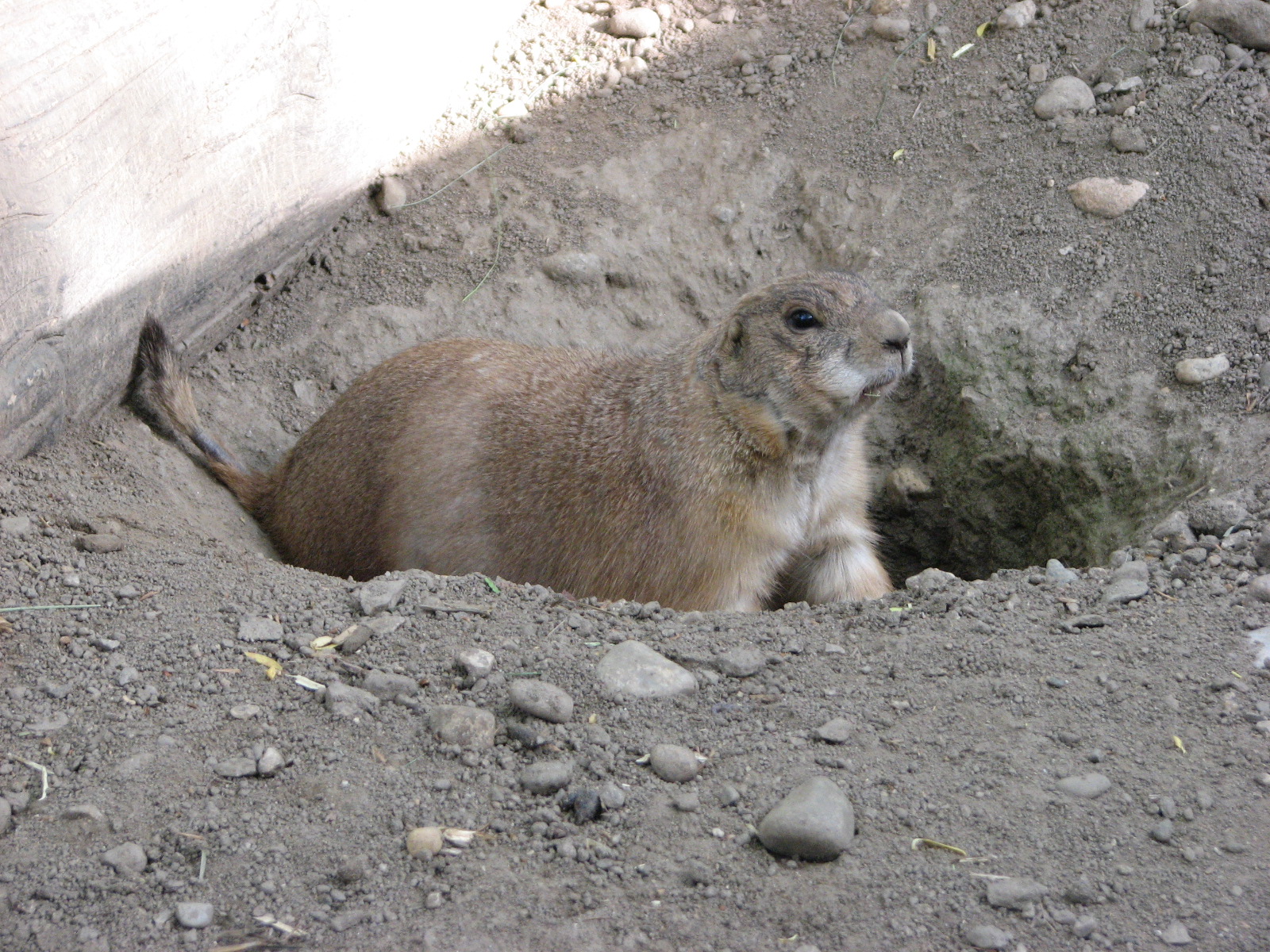 Black-Tailed Prairie Dog