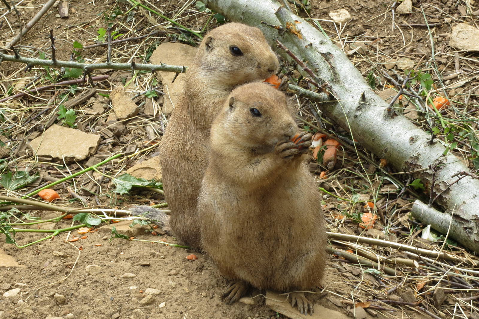 Black-tailed Prairie Dogs 08/14