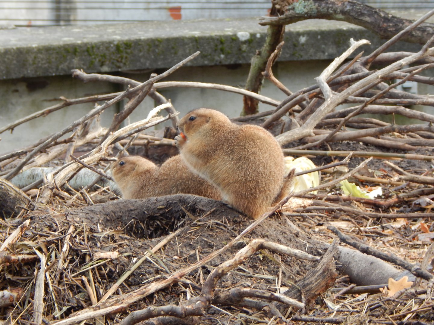 Black-tailed prairie dogs 261124