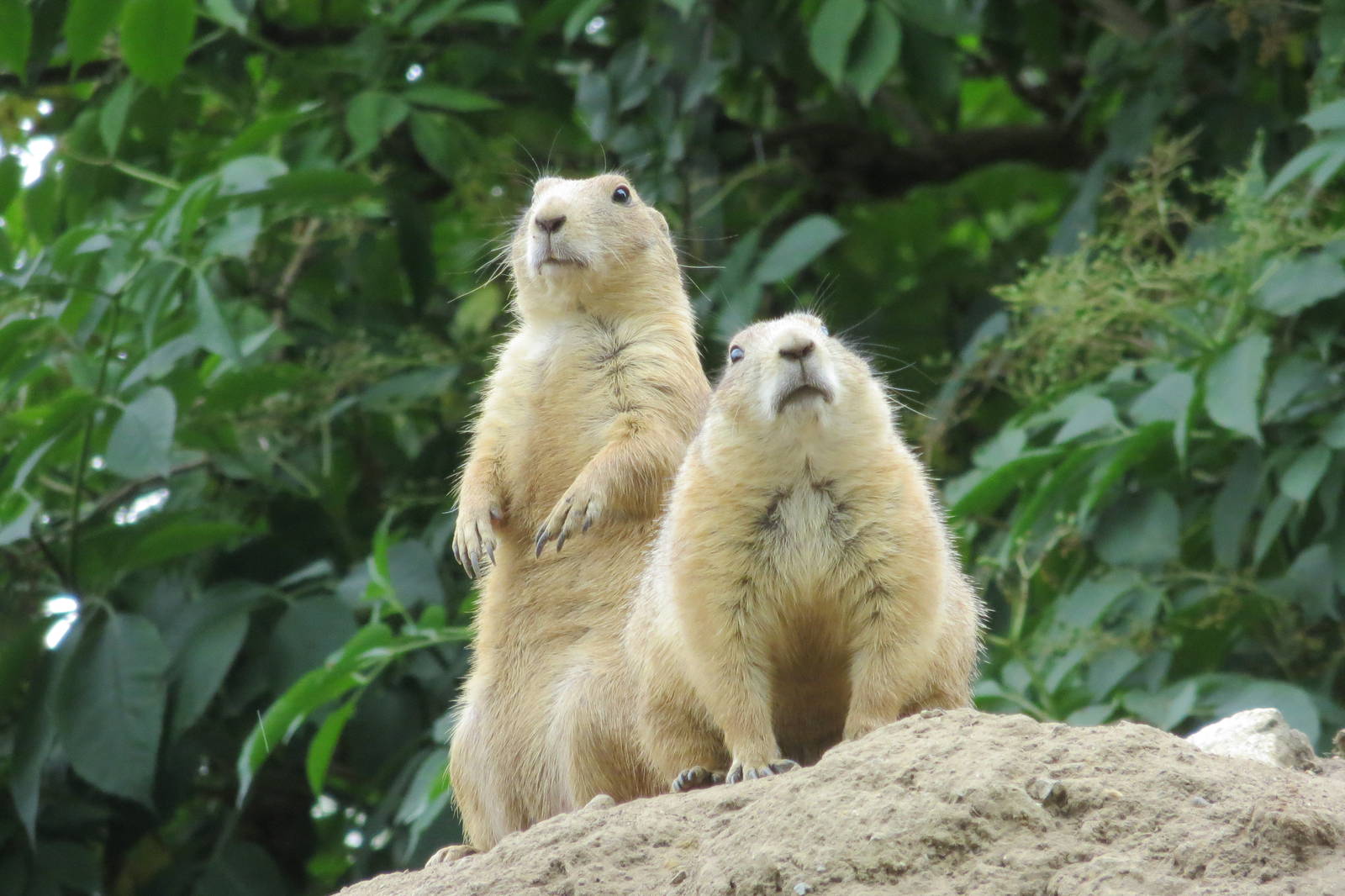 Black-tailed Prairie Dogs 270713