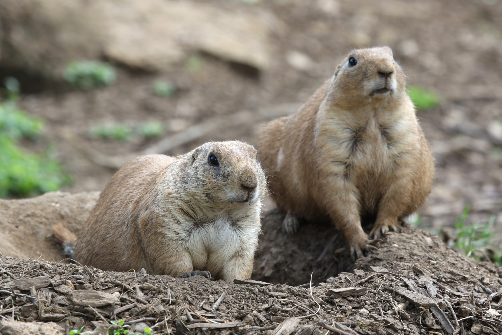 Black-tailed Prairie Dogs at Cotswold Wildlife Park 3/8/21