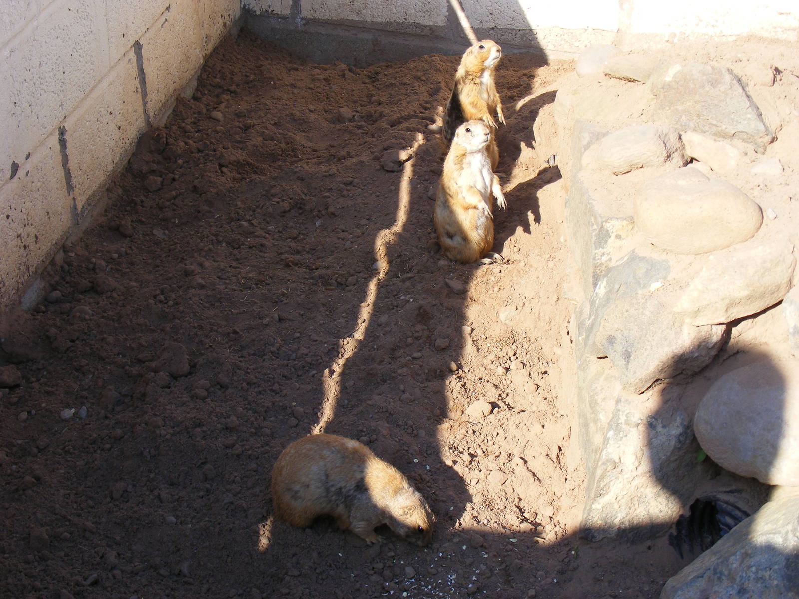 Black-tailed prairie dogs at Fife Animal Park, 18 May 2010