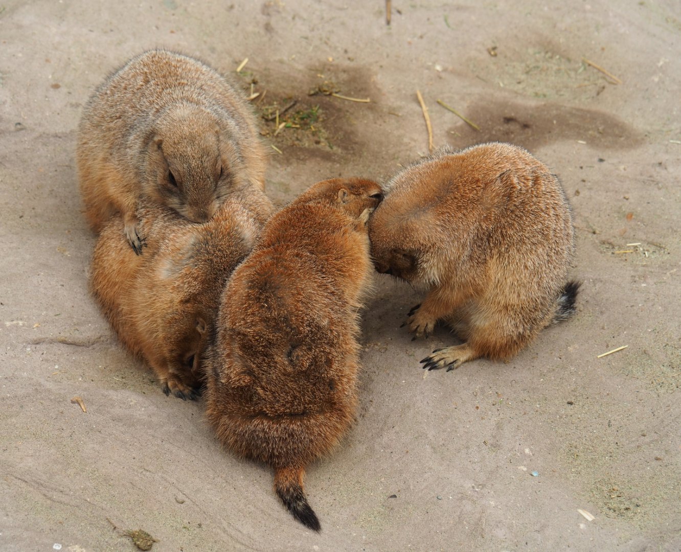Black-tailed prairie dogs (Cynomys ludovicianus), 2019-10-05