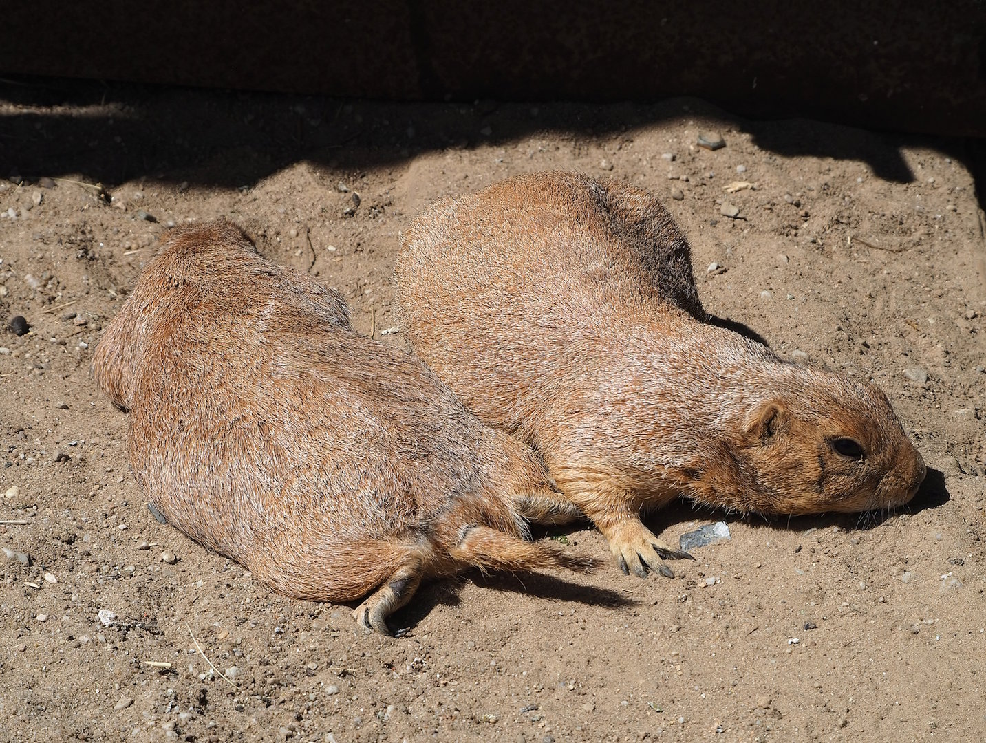 Black-tailed prairie dogs (Cynomys ludovicianus), 2023-05-31