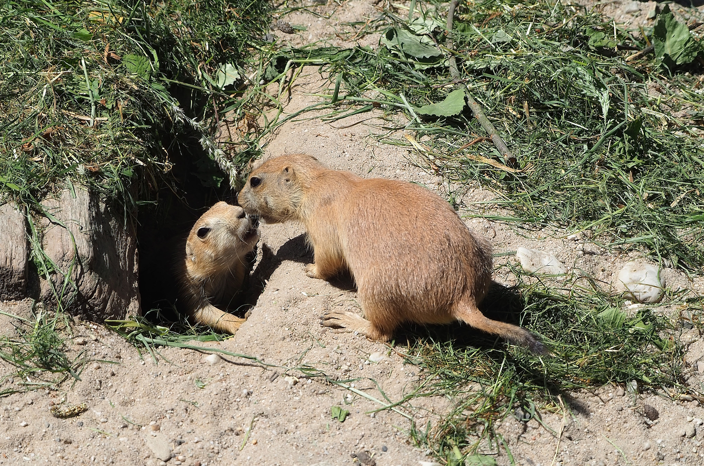 Black-tailed prairie dogs (Cynomys ludovicianus), 2023-05-31
