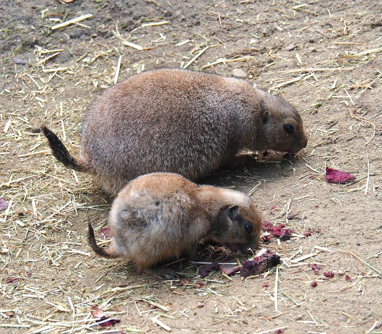 Black-tailed prairie dogs (Cynomys ludovicianus), 2023-09-24