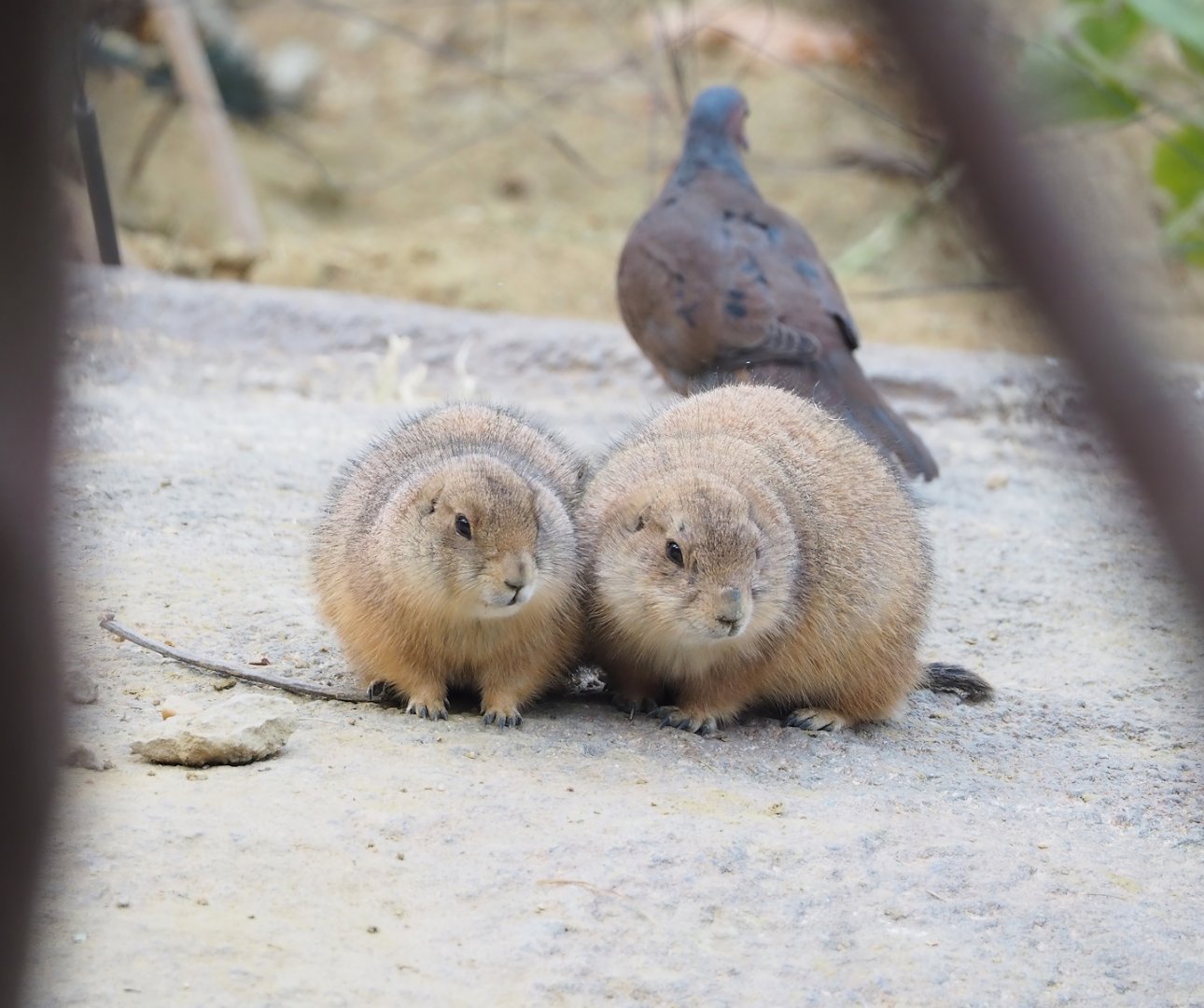 Black-tailed prairie dogs (Cynomys ludovicianus), 2023-10-07
