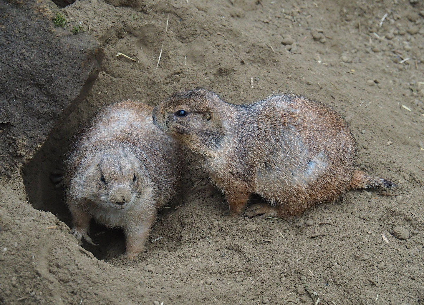 Black-tailed prairie dogs (Cynomys ludovicianus), 2023-10-13