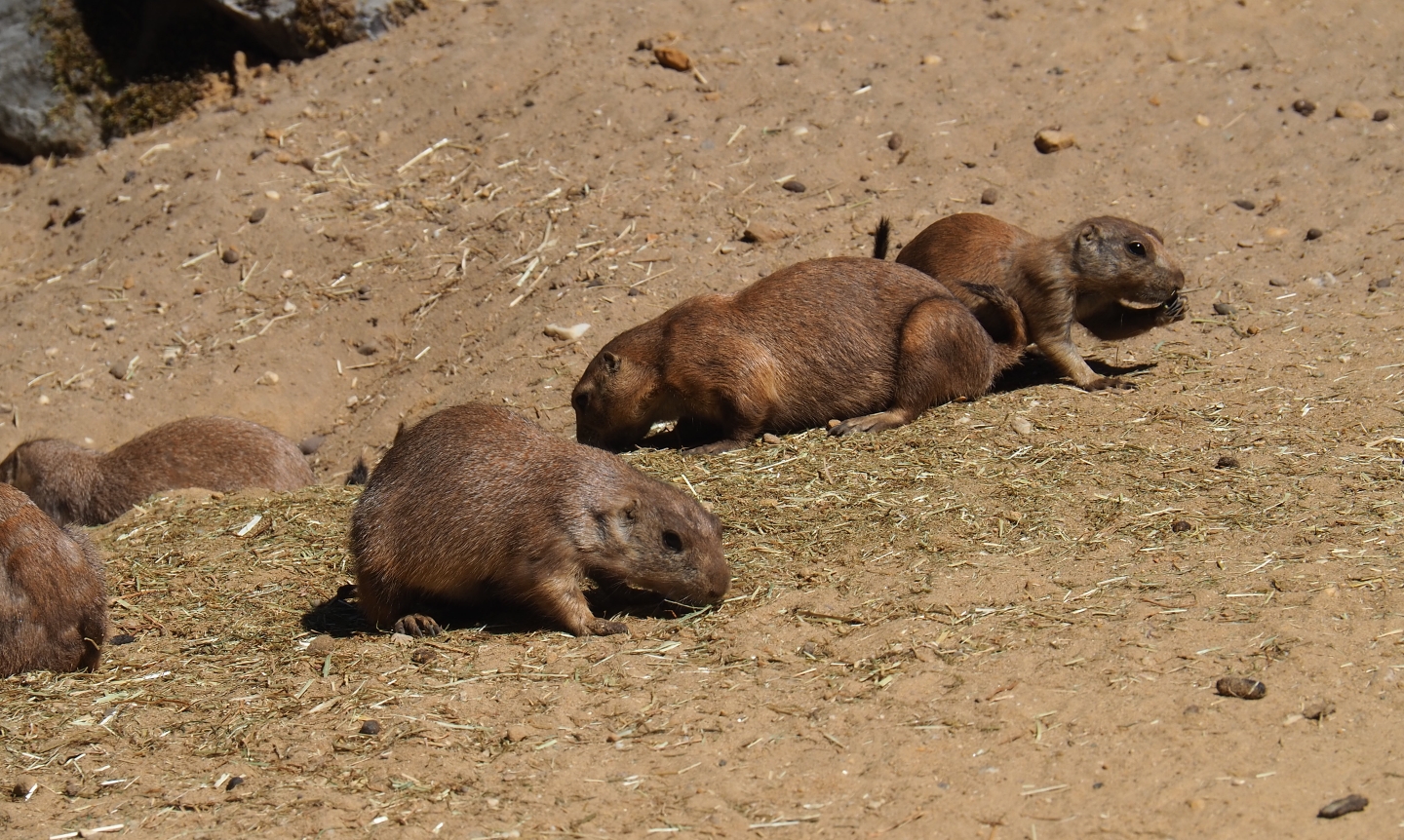 Black-tailed prairie dogs (Cynomys ludovicianus)