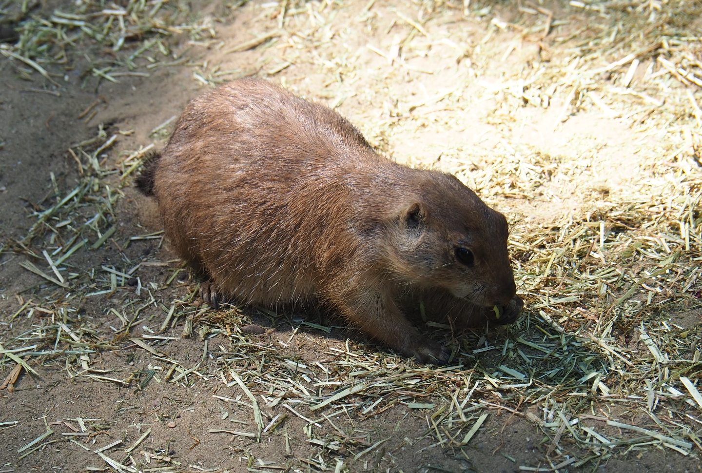 Black-tailed prairie dogs(Cynomys ludovicianus)