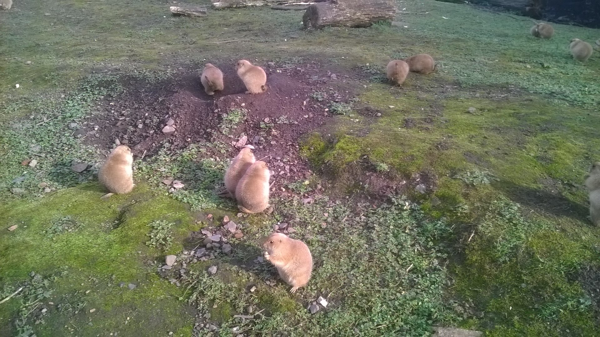Black-tailed prairie dogs (Cynomys ludovicianus)