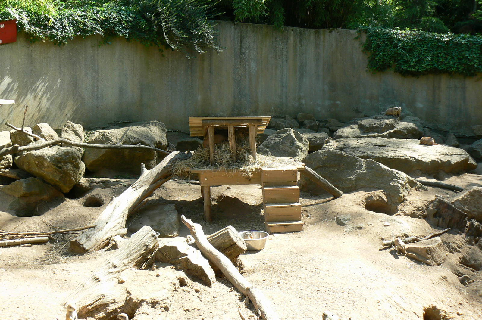 Black-tailed prairie dogs exhibit
