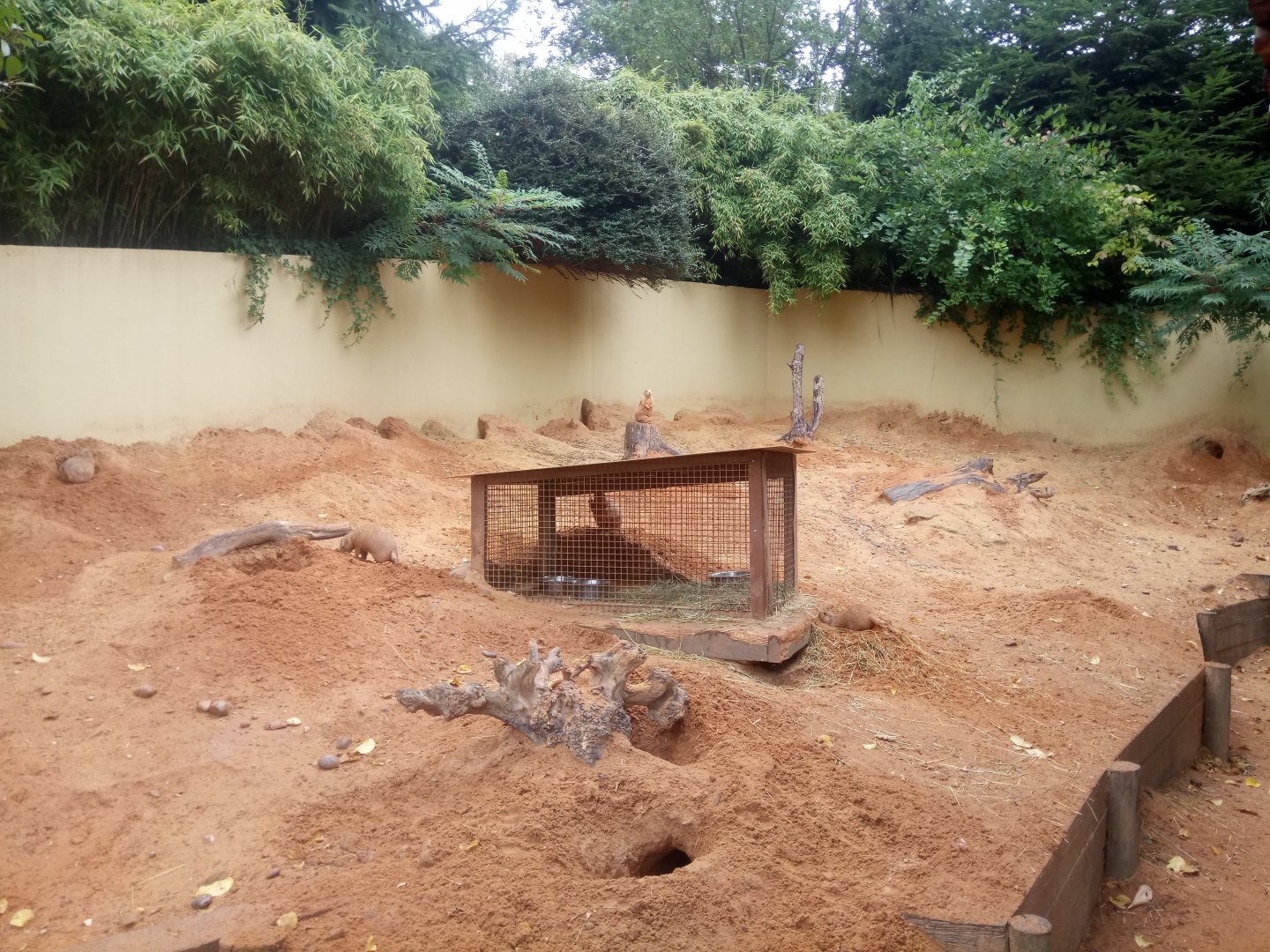 Black-tailed Prairie Dogs Exhibit